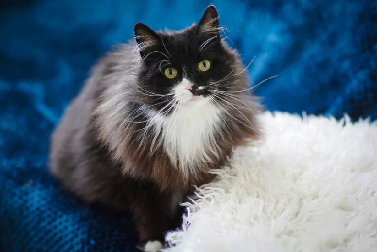 Ulla, female 6yo Mixed Breed for adoption at Gabrieli Loomade Elu MTÜ