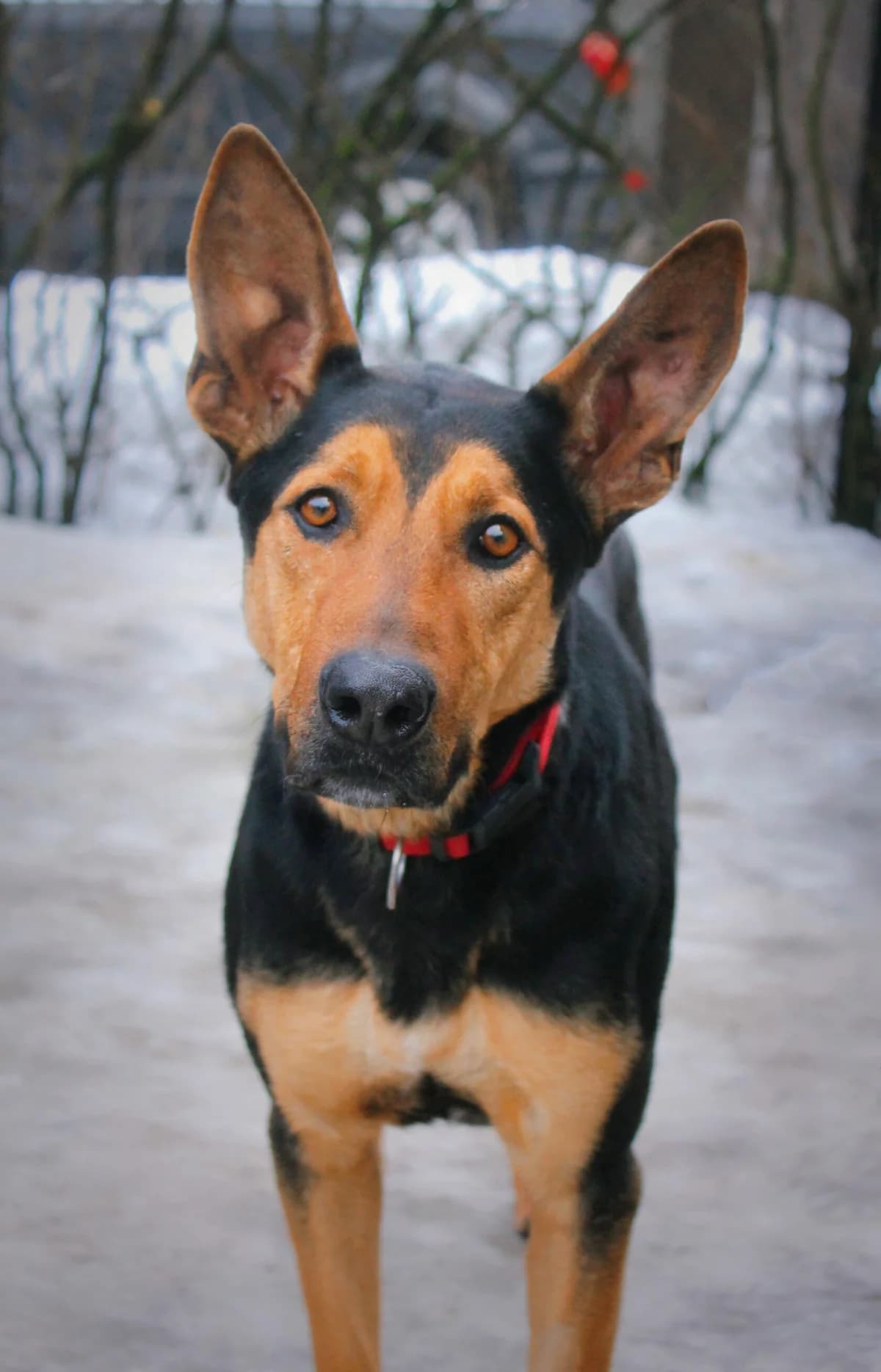 Ceasar,  young Mixed Breed for adoption at HappyDogFamily
