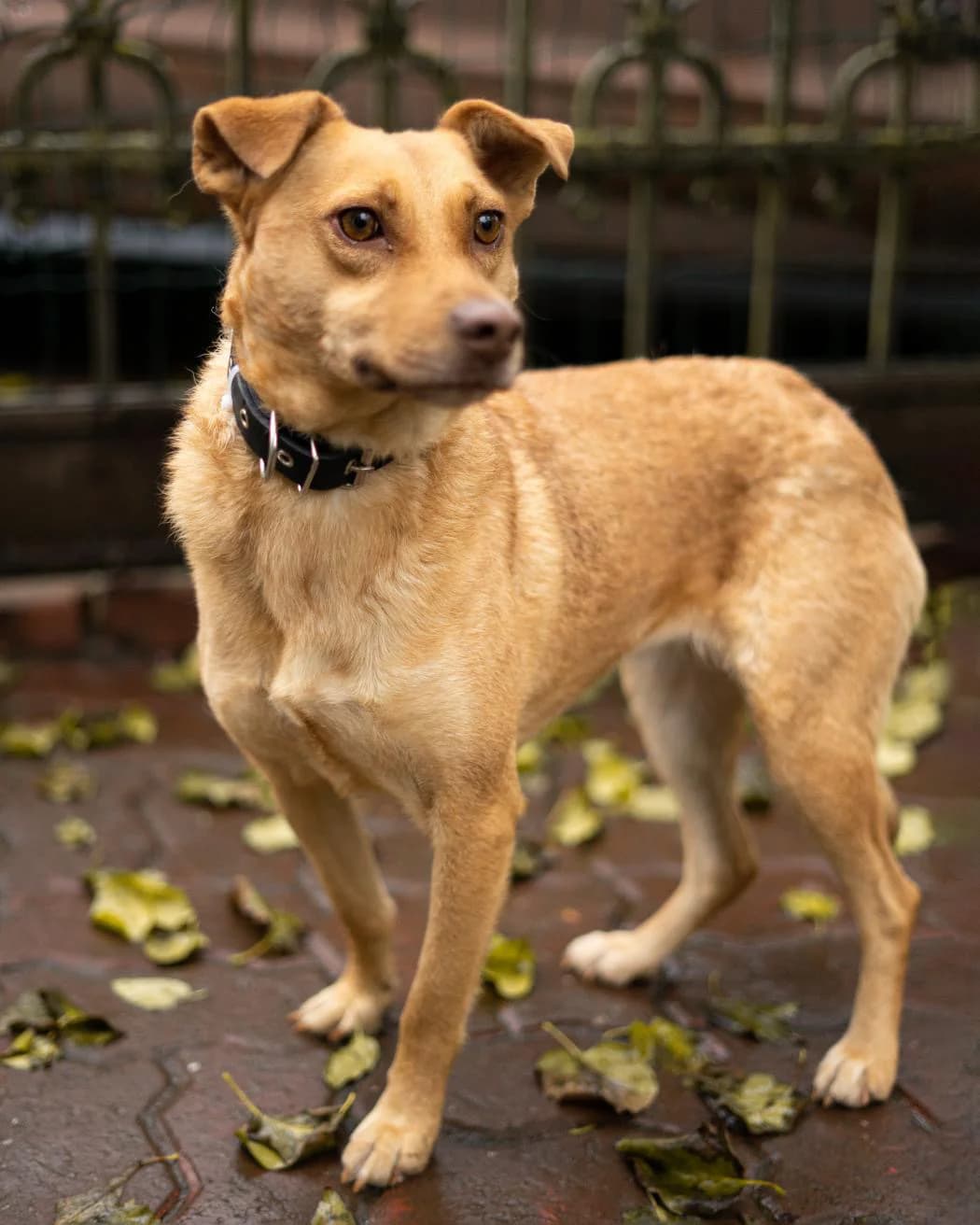 Zoij, female Mixed Breed for adoption at HappyDogFamily
