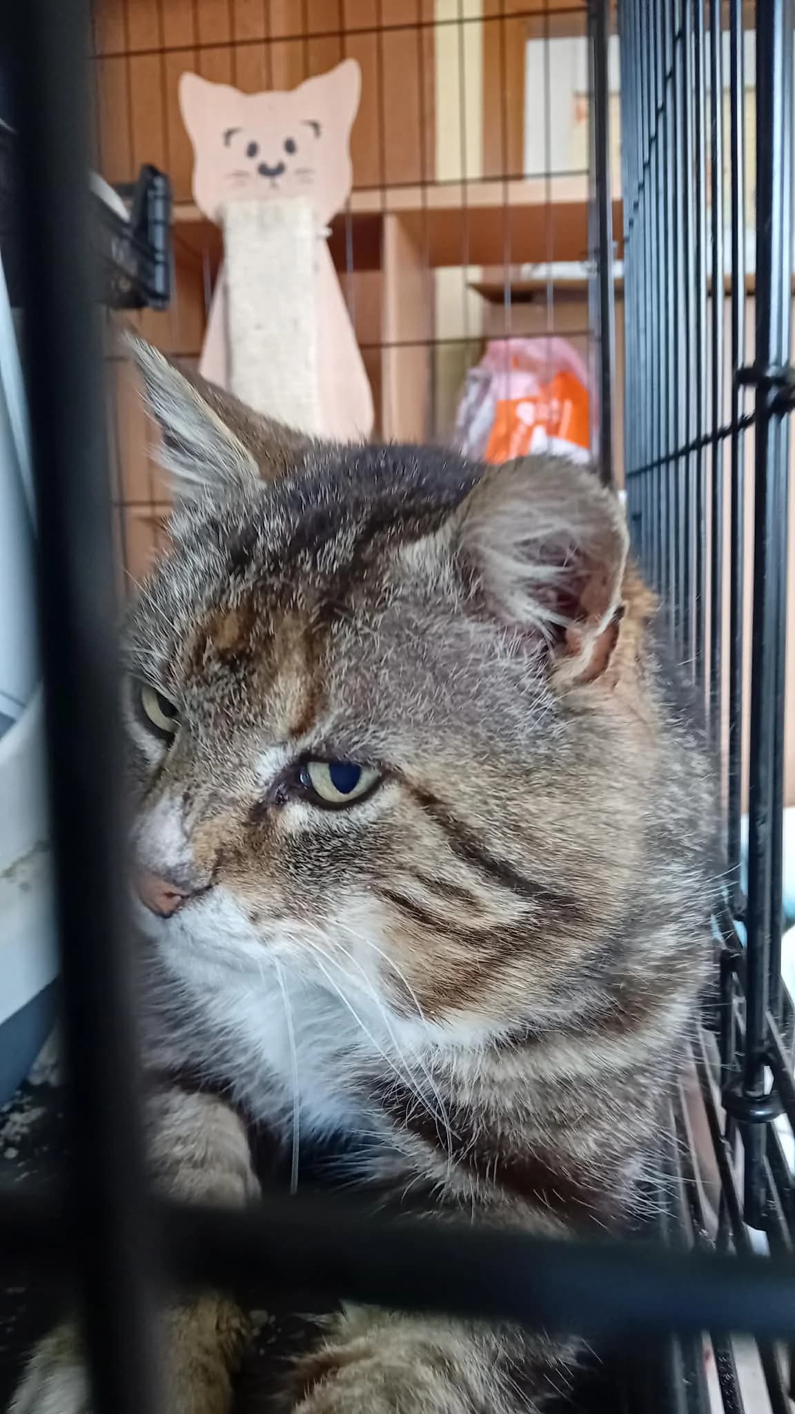 Moto, male Mixed Breed for adoption at Kass Sassu MTÜ, Rapla