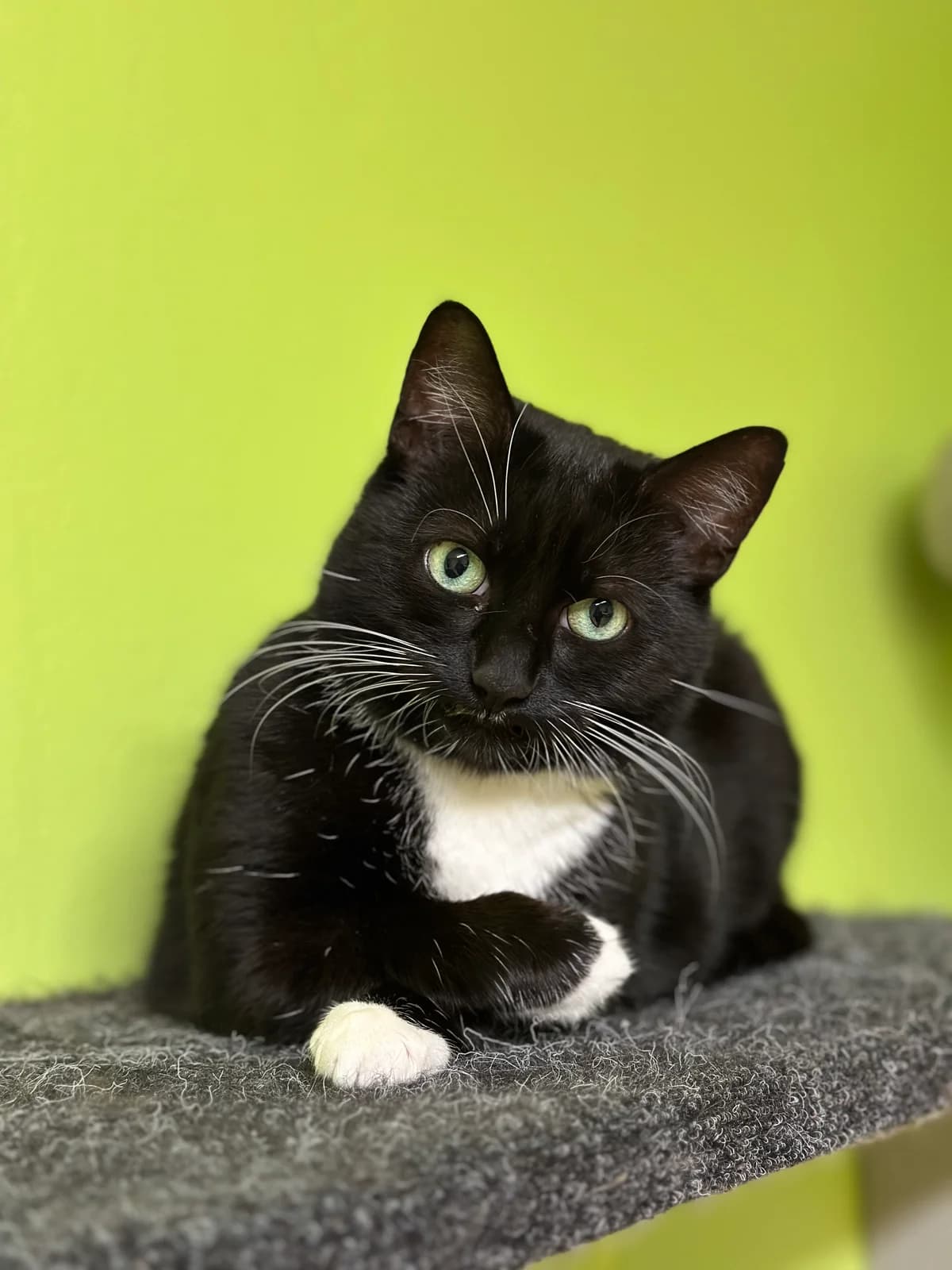 Maali, must female Mixed Breed for adoption at MTÜ Kassiabi