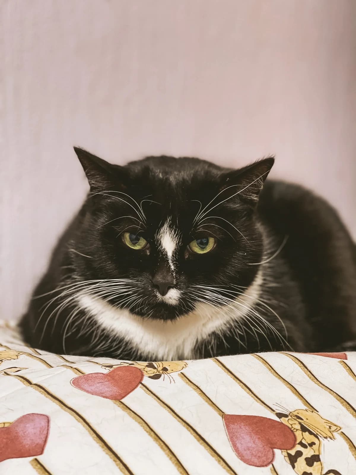 Julius, must-valge male Mixed Breed for adoption at MTÜ Kassiabi