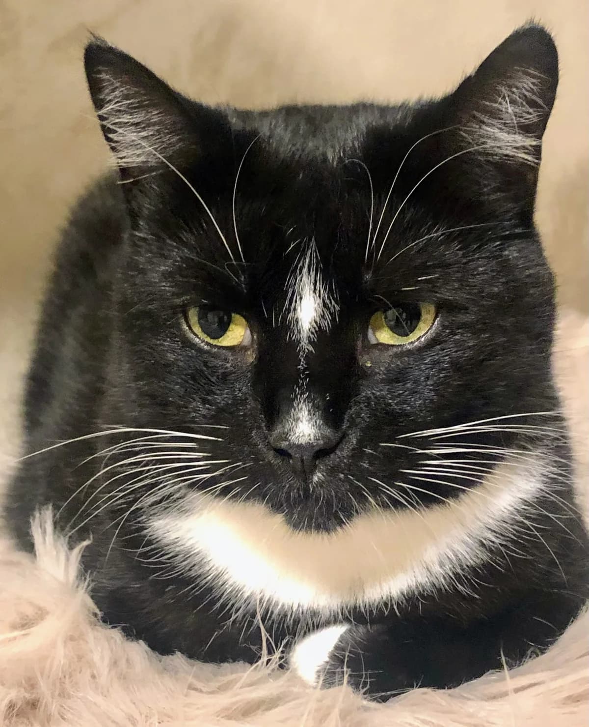 Dora, must-valge female Mixed Breed for adoption at MTÜ Kassiabi