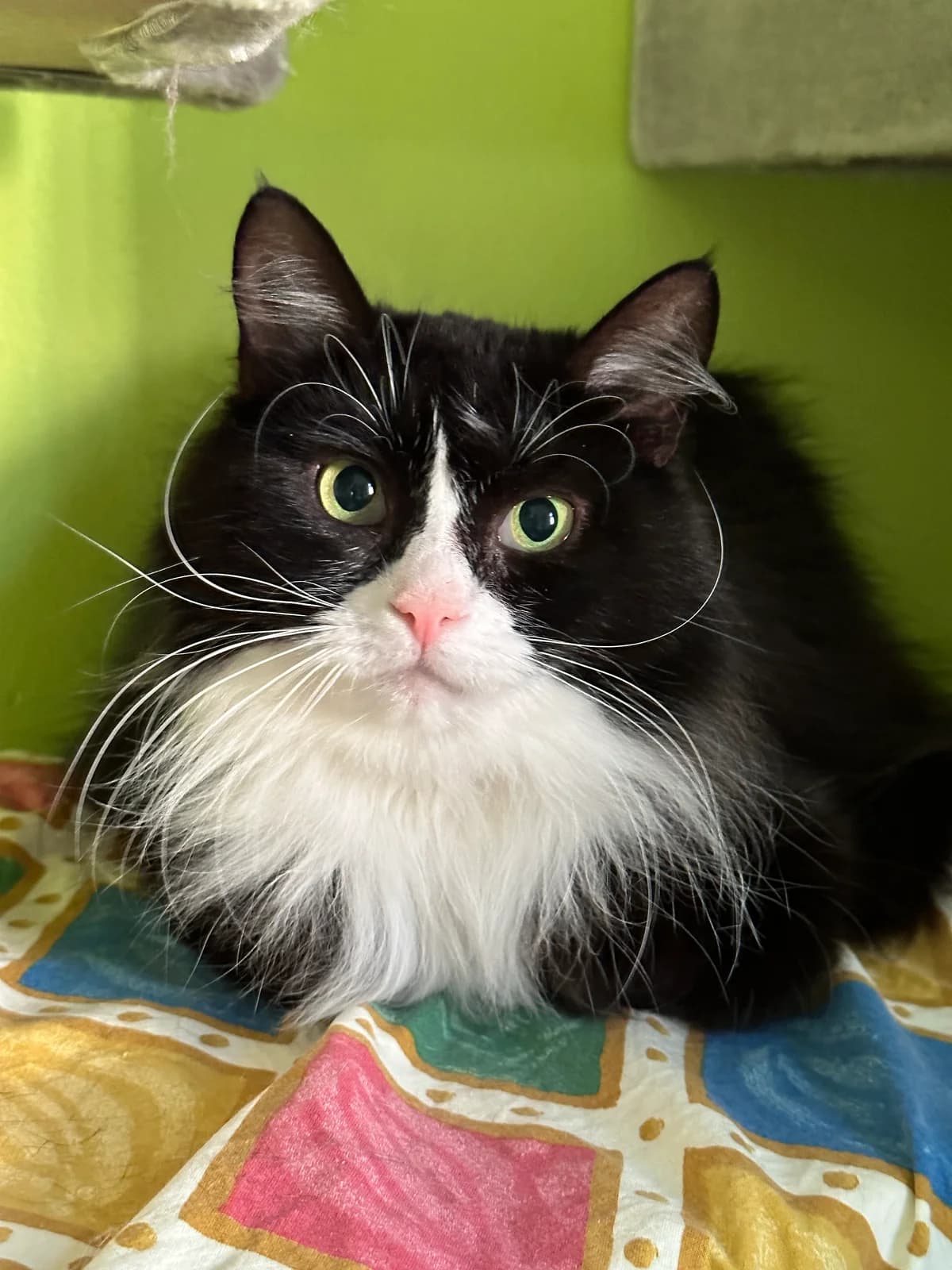 Emmy, must-valge female Mixed Breed for adoption at MTÜ Kassiabi