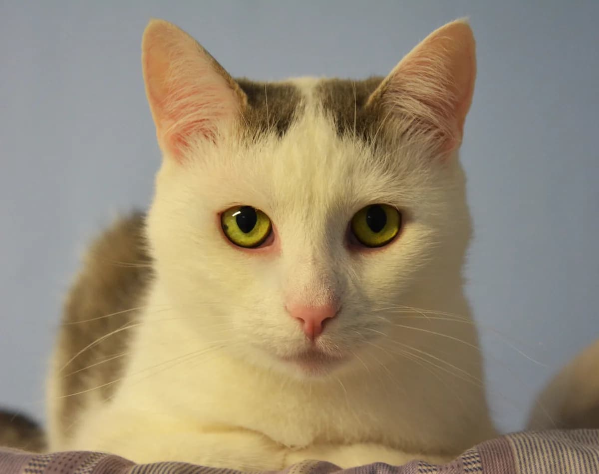 Comic, valge male 4yo Mixed Breed for adoption at MTÜ Kassiabi