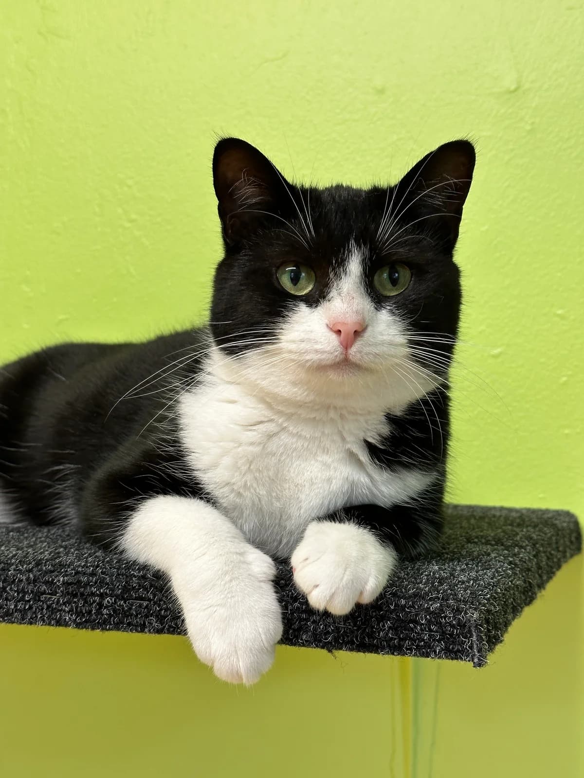 Agata, must-valge female Mixed Breed for adoption at MTÜ Kassiabi