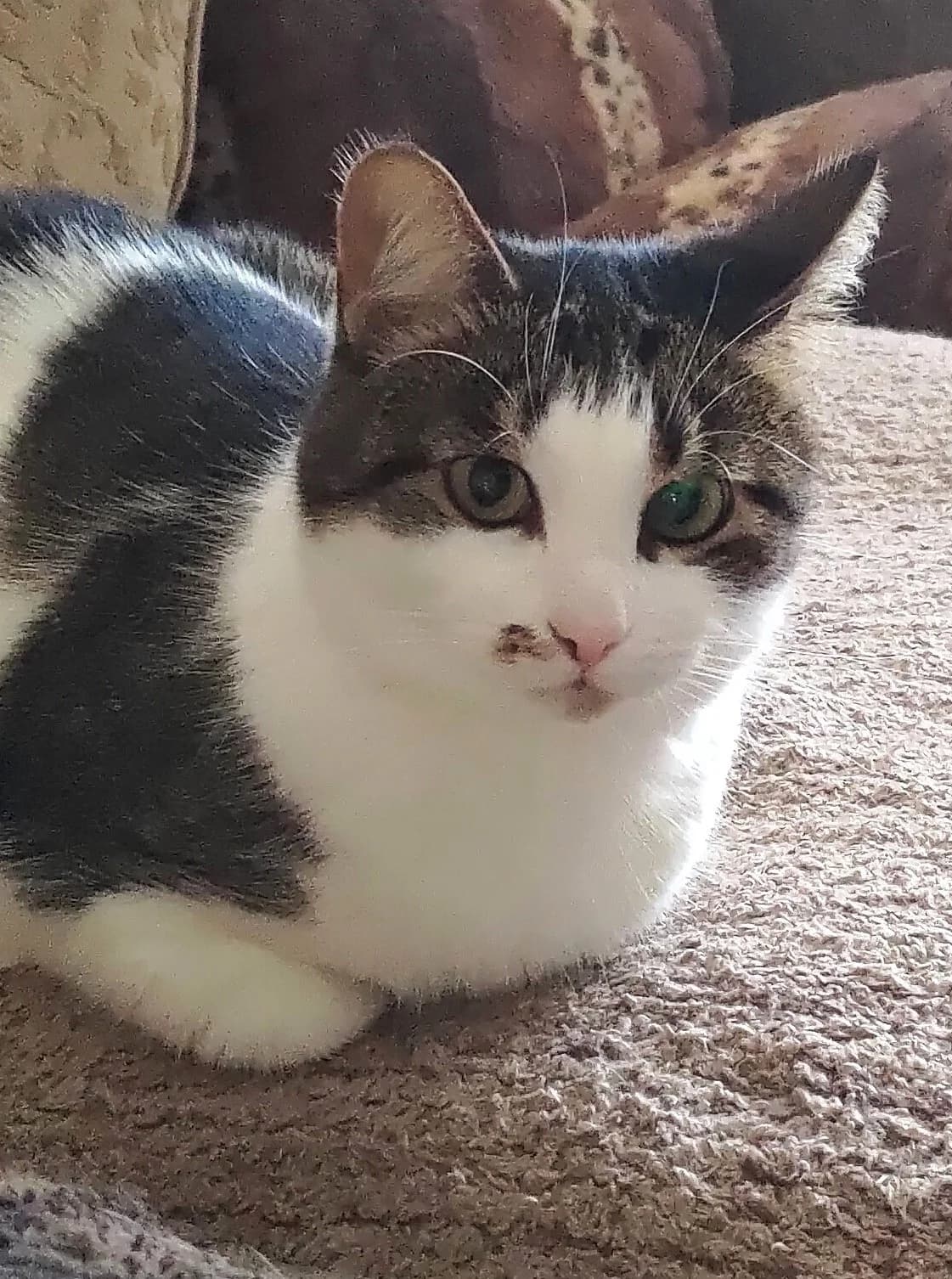 Säde, valge female 4yo Mixed Breed for adoption at MTÜ Kassiabi