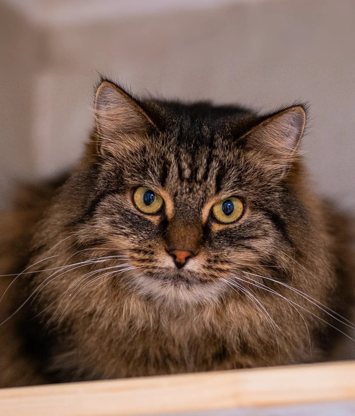 Frosja, triibuline female Mixed Breed for adoption at MTÜ Kassiabi