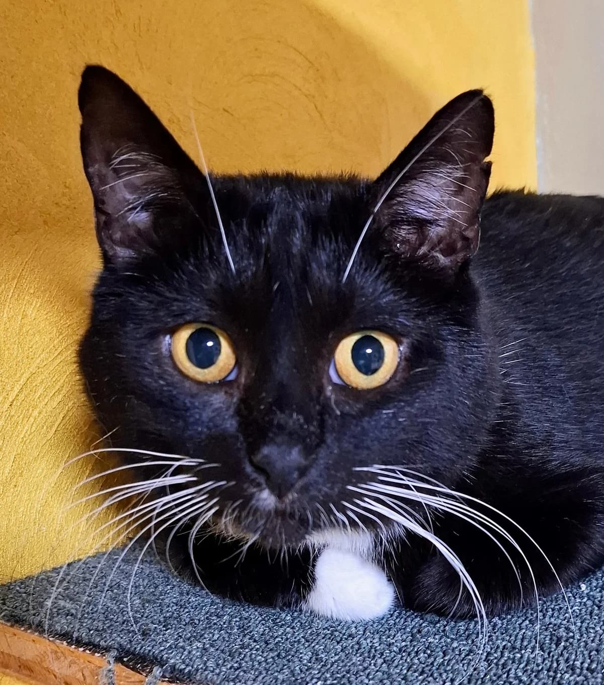 Mika, must-valge male Mixed Breed for adoption at MTÜ Kassiabi