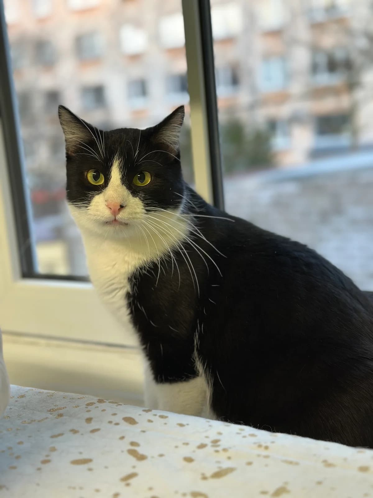 Feliks, must-valge male 4yo Mixed Breed for adoption at MTÜ Kassiabi