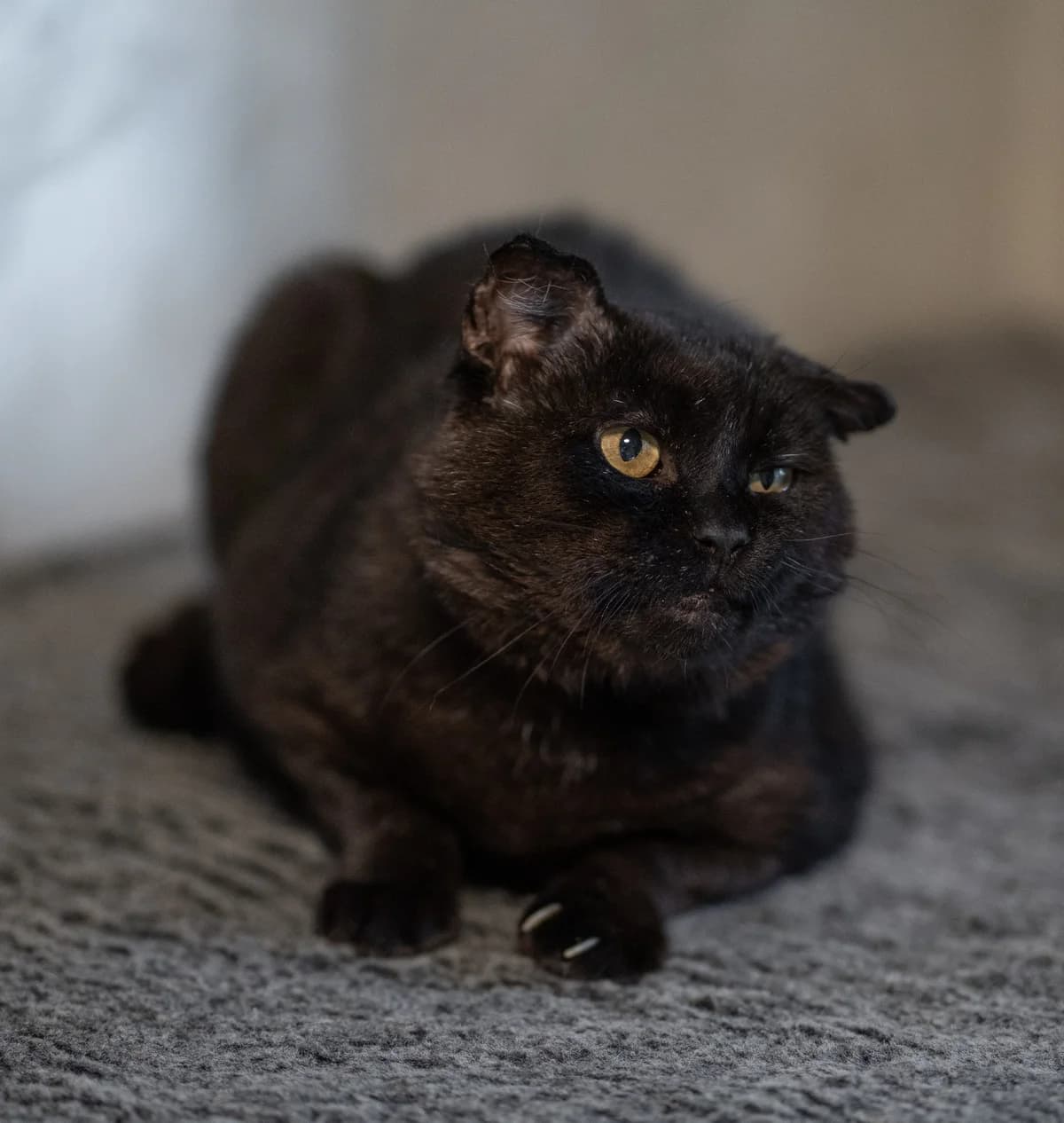 Kuper, must male 4yo Mixed Breed for adoption at MTÜ Kassiabi