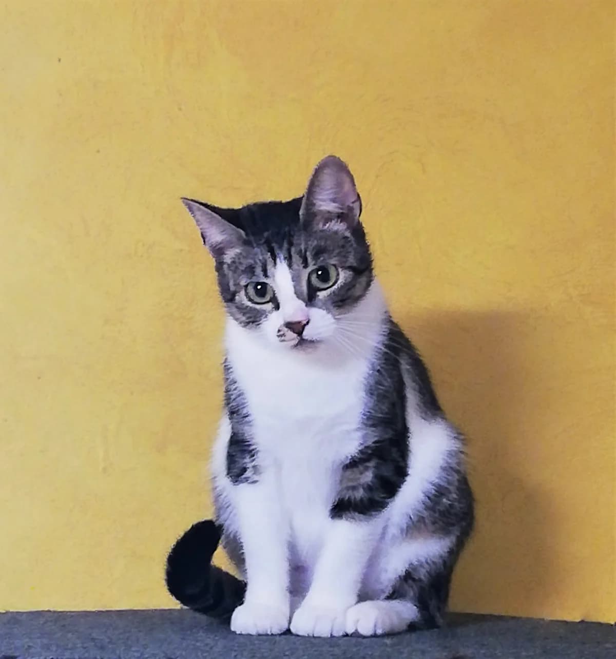 Marly, valge female Mixed Breed for adoption at MTÜ Kassiabi