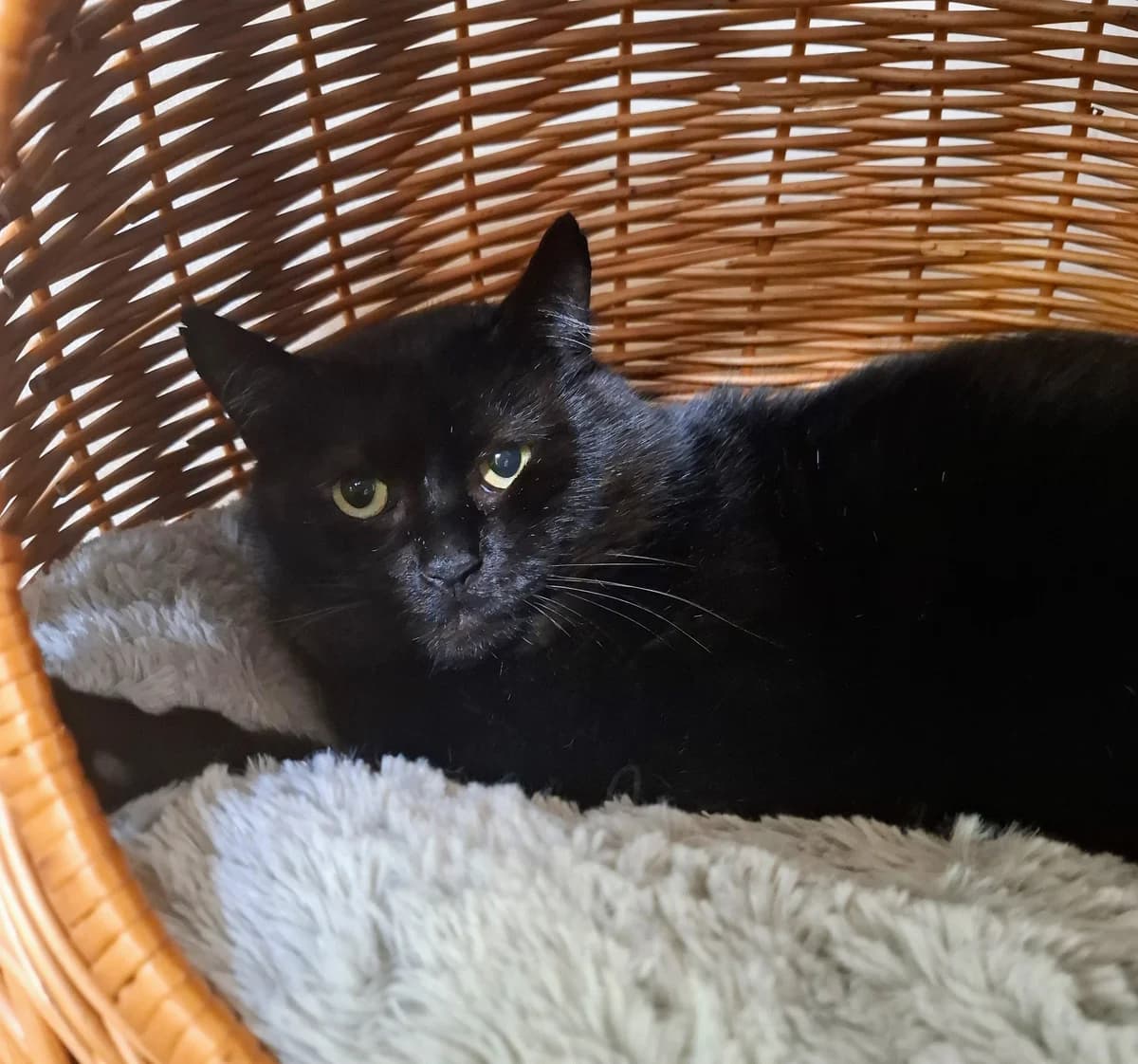 Leopold, must male 4yo Mixed Breed for adoption at MTÜ Kassiabi