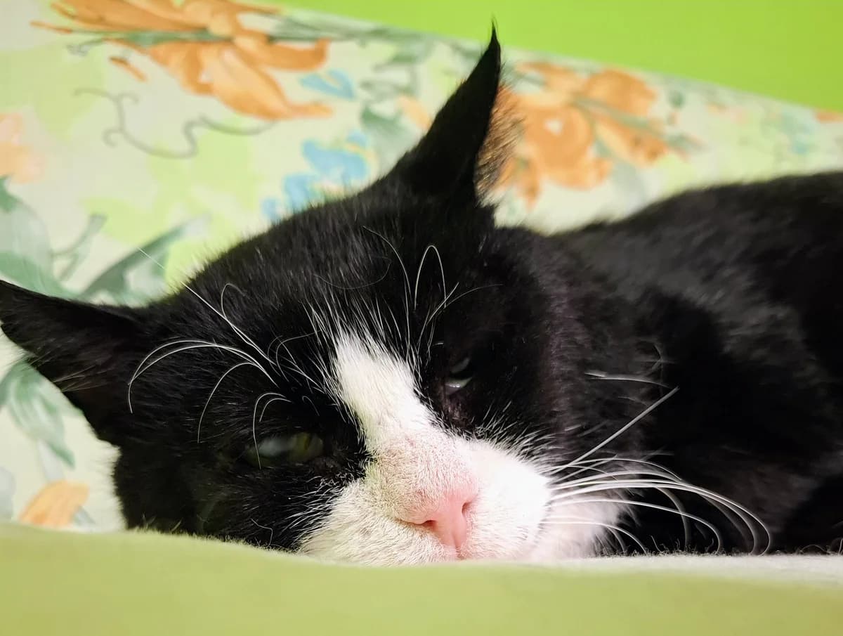 Prints, must-valge male Mixed Breed for adoption at MTÜ Kassiabi