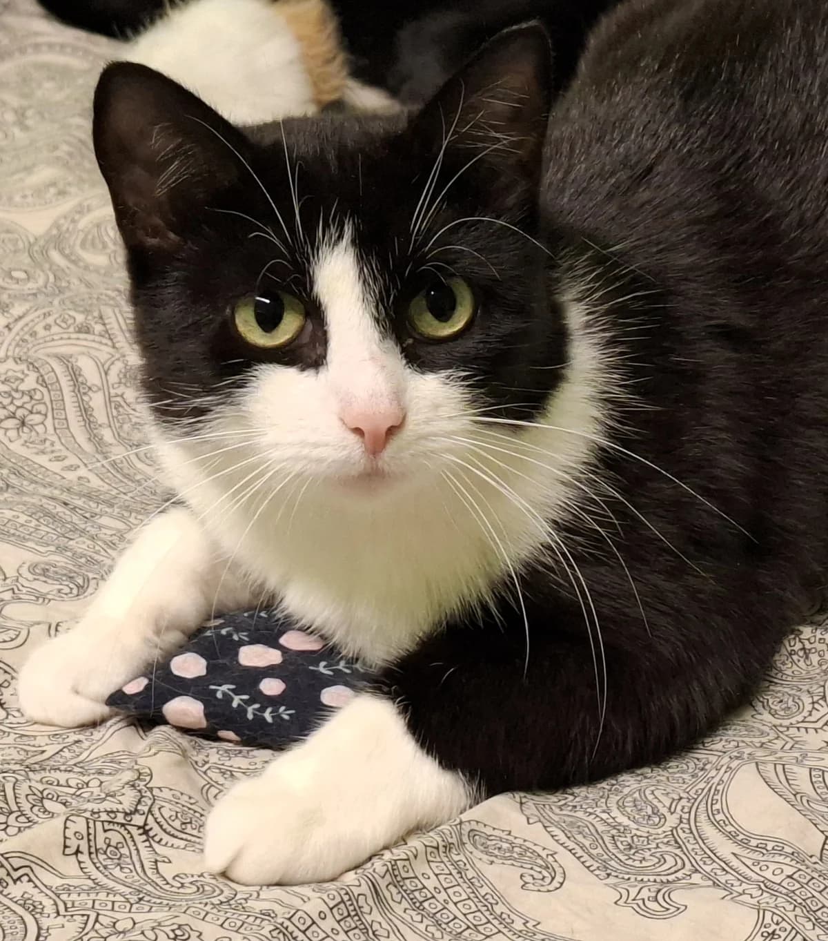 Lela, must-valge female Mixed Breed for adoption at MTÜ Kassiabi