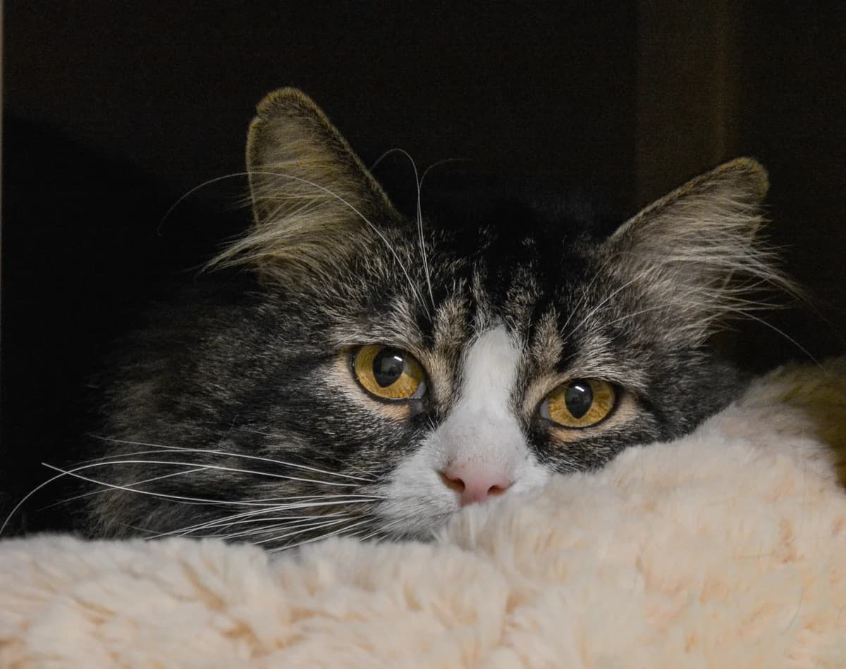 Barri, triibuline male Mixed Breed for adoption at MTÜ Kassiabi