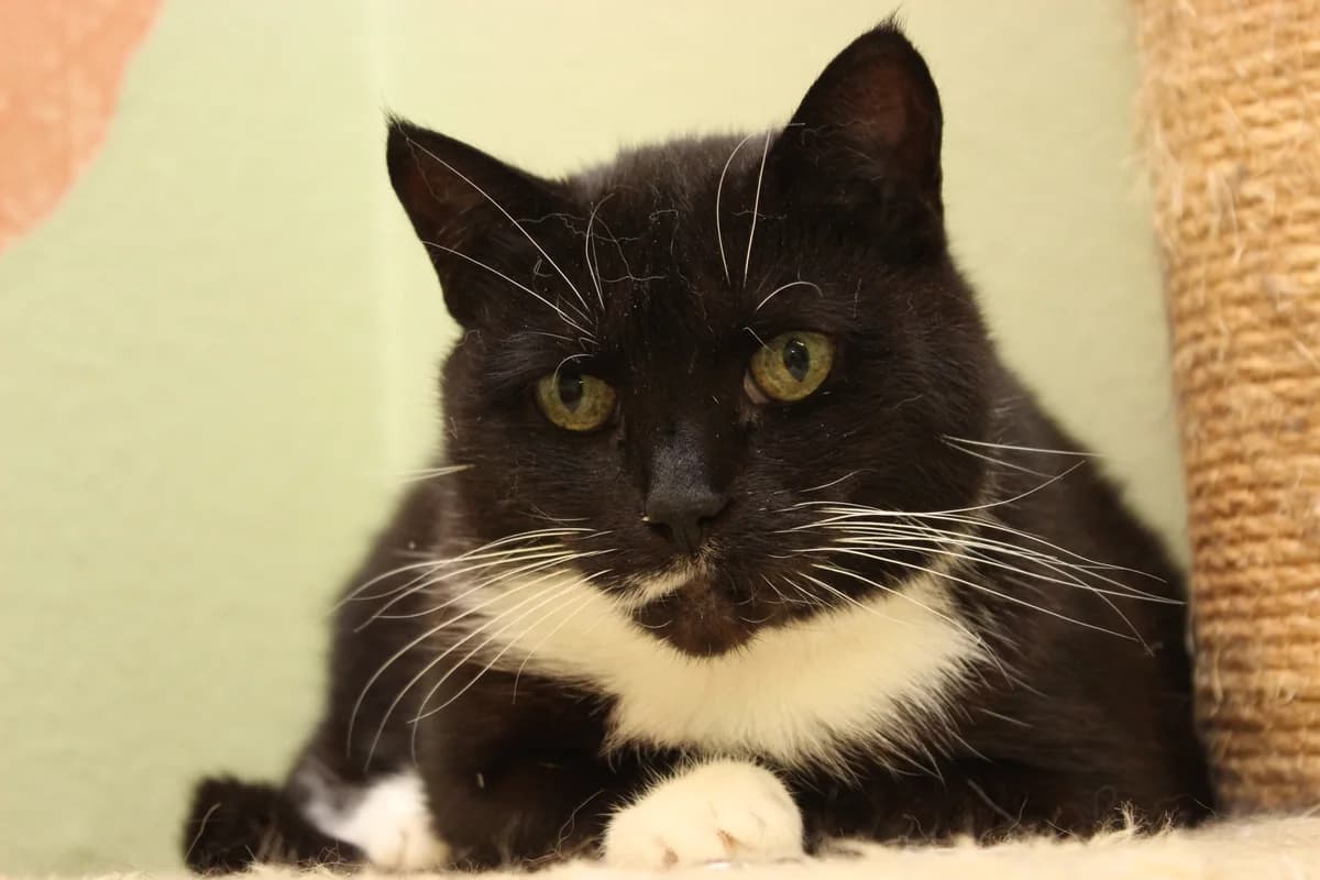 Misty, must-valge female 4yo Mixed Breed for adoption at MTÜ Kassiabi