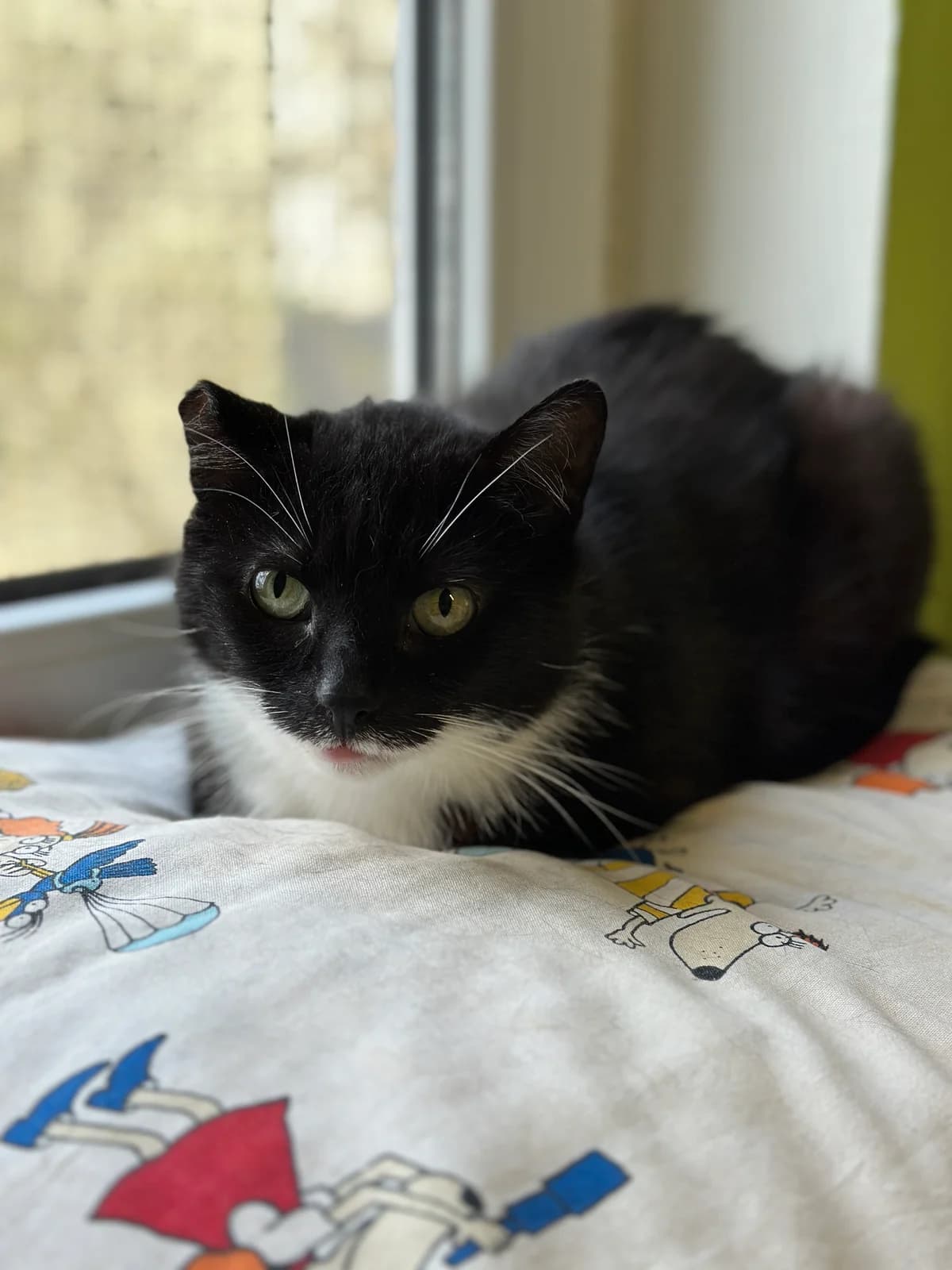 Gurly, must-valge female Mixed Breed for adoption at MTÜ Kassiabi