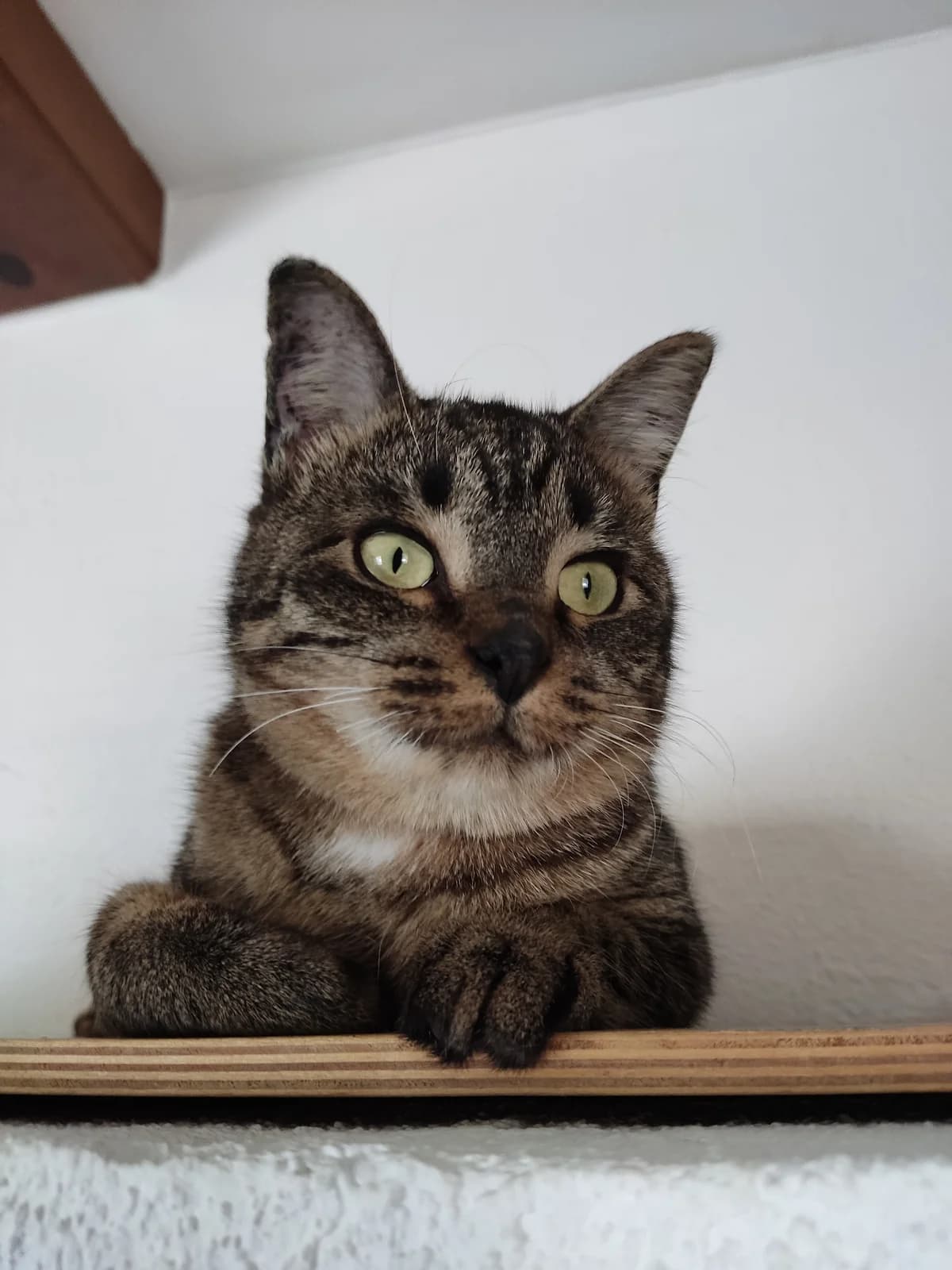 Viire, triibuline female 4yo Mixed Breed for adoption at MTÜ Kassiabi