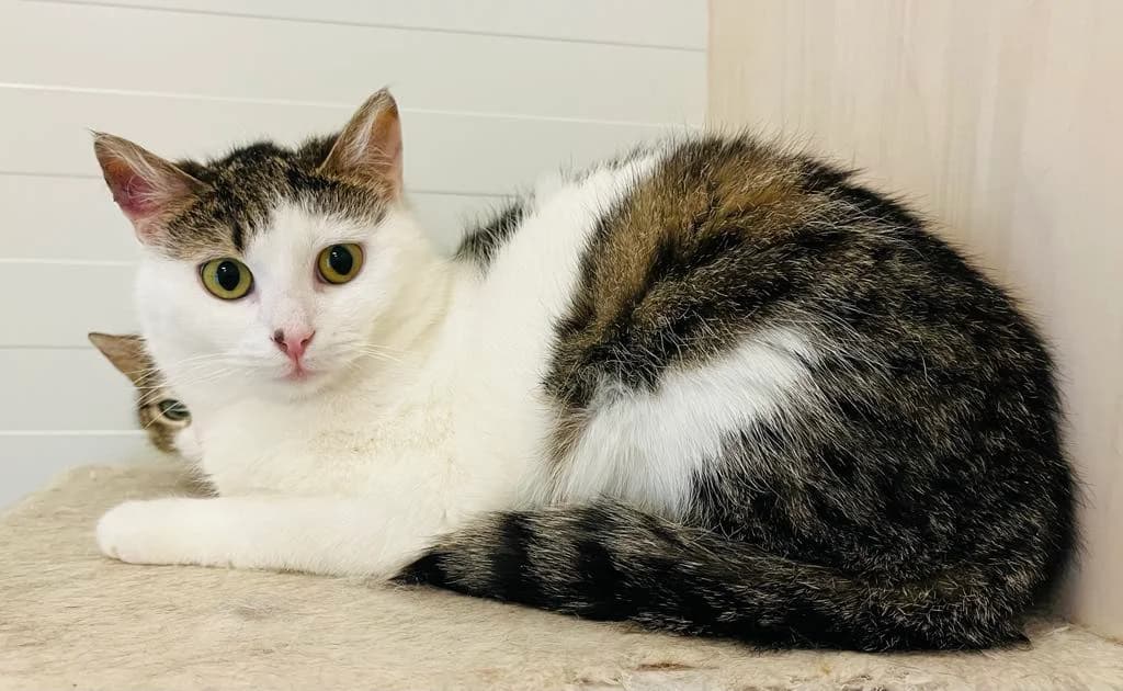 F-2220, male Mixed Breed for adoption at Lääne-Virumaa Koduloomade Varjupaik MTÜ