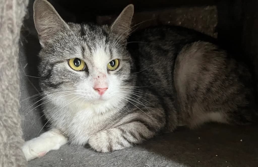 F-2239, male Mixed Breed for adoption at Lääne-Virumaa Koduloomade Varjupaik MTÜ