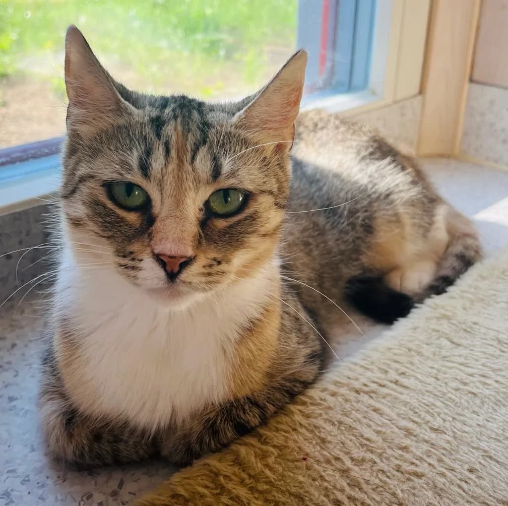 F-2300, female Mixed Breed for adoption at Lääne-Virumaa Koduloomade Varjupaik MTÜ