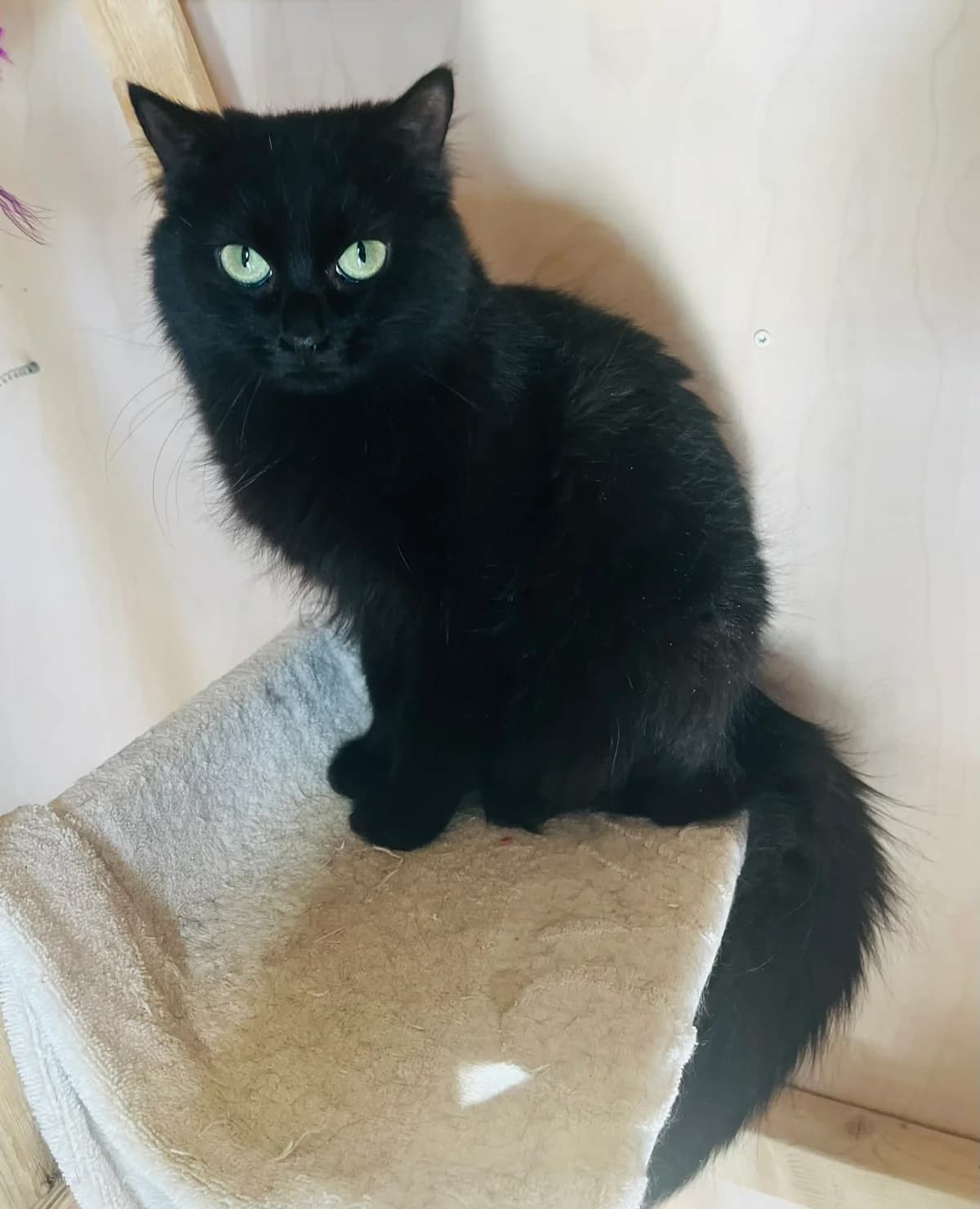F-2522, female Mixed Breed for adoption at Lääne-Virumaa Koduloomade Varjupaik MTÜ