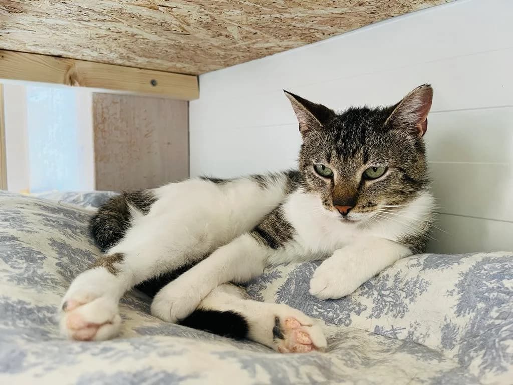 F-2533, male Mixed Breed for adoption at Lääne-Virumaa Koduloomade Varjupaik MTÜ