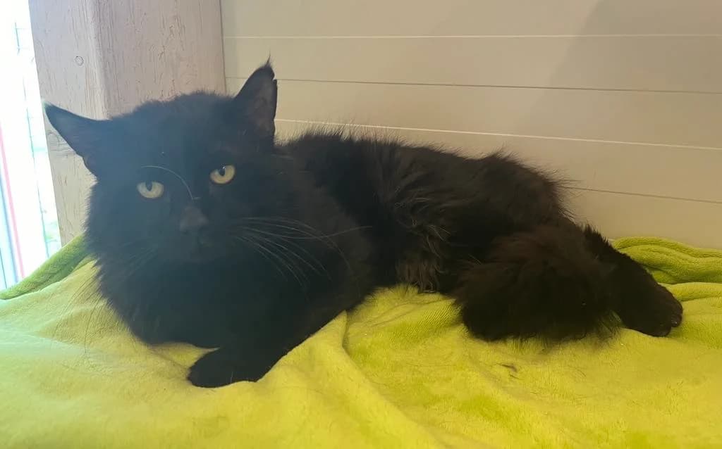 F-2538, male Mixed Breed for adoption at Lääne-Virumaa Koduloomade Varjupaik MTÜ