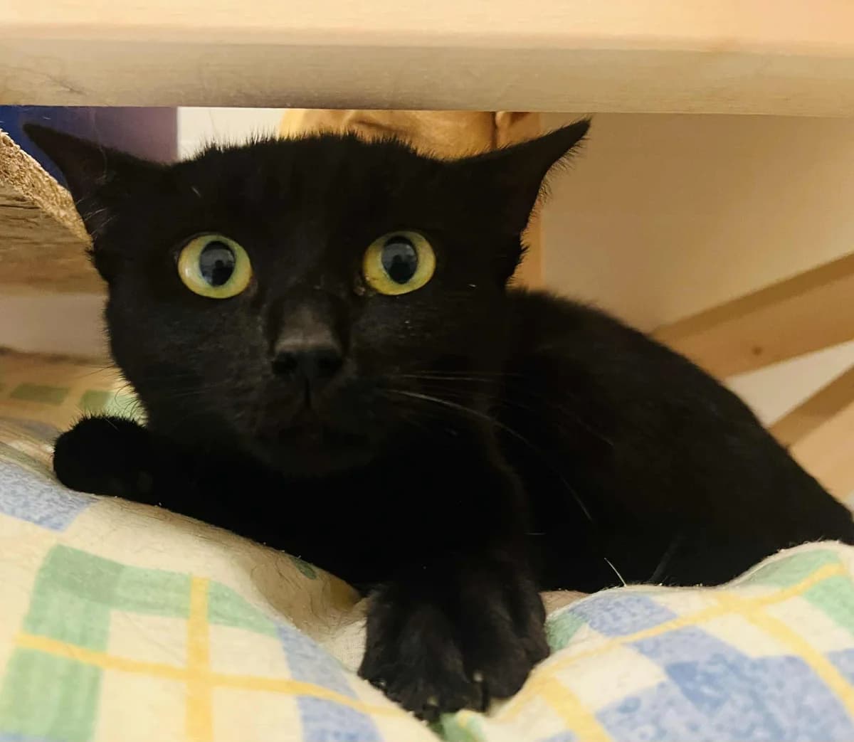 F-2585, female Mixed Breed for adoption at Lääne-Virumaa Koduloomade Varjupaik MTÜ