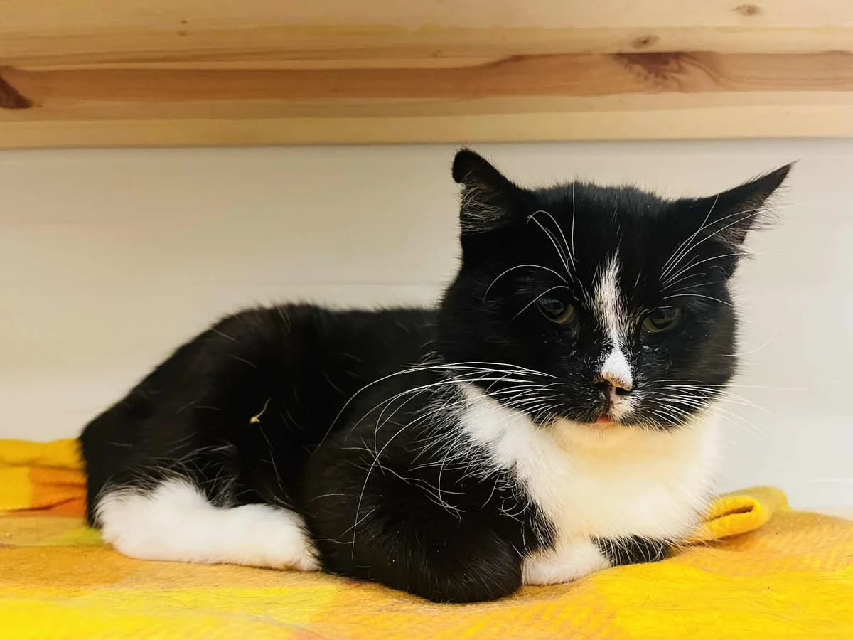 F-2692, male Mixed Breed for adoption at Lääne-Virumaa Koduloomade Varjupaik MTÜ