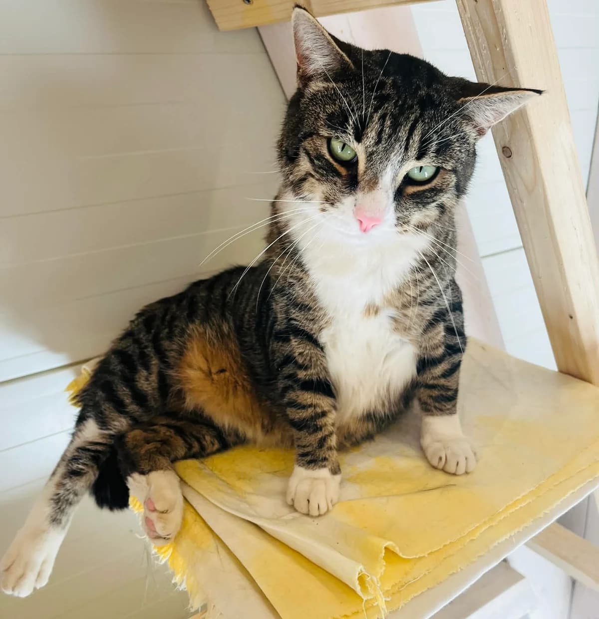 F-2707, male Mixed Breed for adoption at Lääne-Virumaa Koduloomade Varjupaik MTÜ