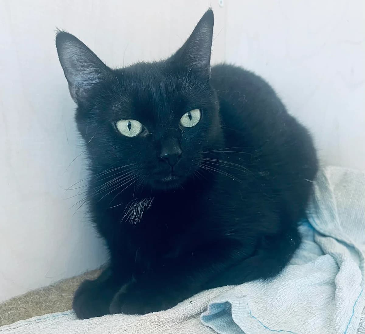 F-2712, female Mixed Breed for adoption at Lääne-Virumaa Koduloomade Varjupaik MTÜ