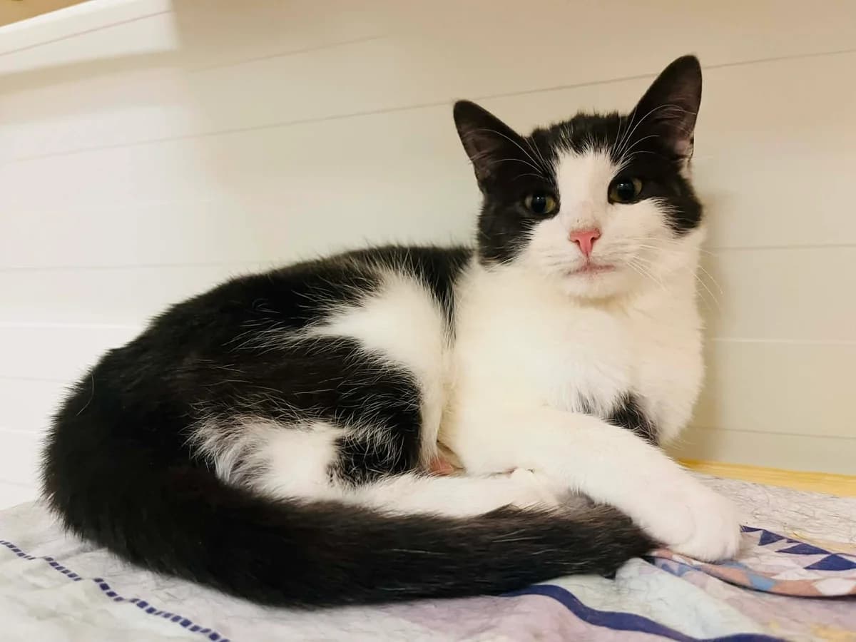 F-2739, male Mixed Breed for adoption at Lääne-Virumaa Koduloomade Varjupaik MTÜ