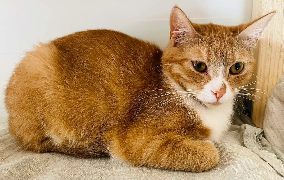 F-2746, female Mixed Breed for adoption at Lääne-Virumaa Koduloomade Varjupaik MTÜ