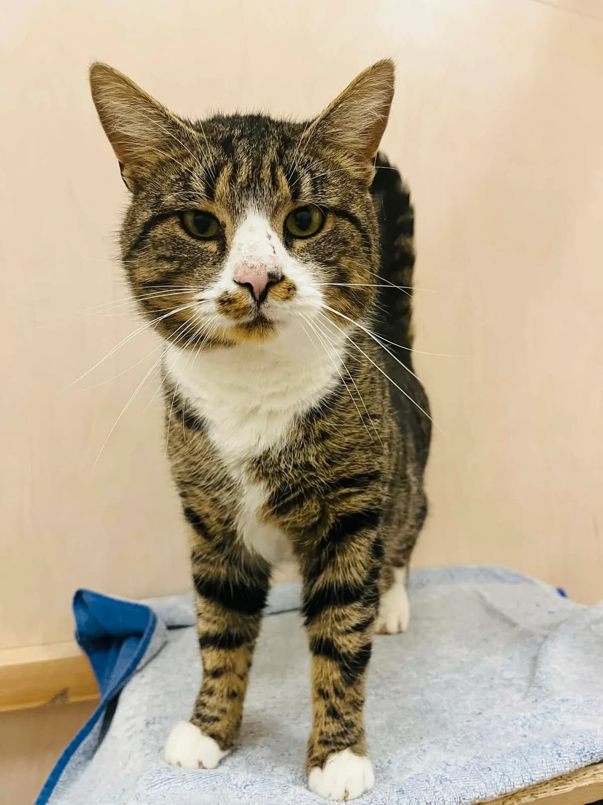 F-2759, male Mixed Breed for adoption at Lääne-Virumaa Koduloomade Varjupaik MTÜ