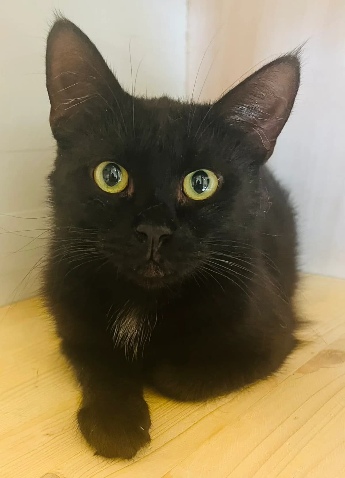 F-2768, male Mixed Breed for adoption at Lääne-Virumaa Koduloomade Varjupaik MTÜ