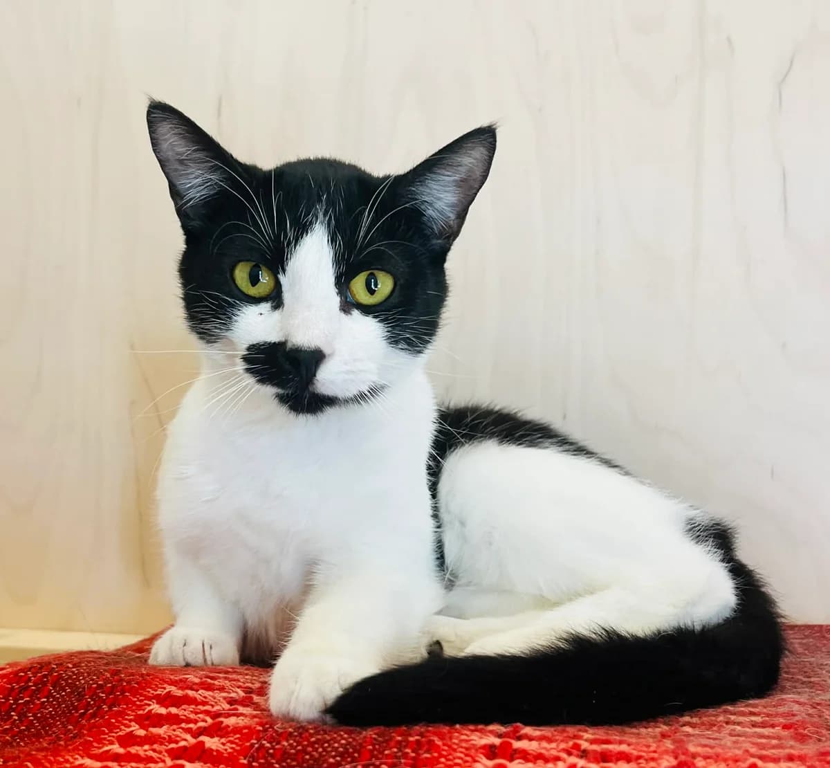 F-2792, male Mixed Breed for adoption at Lääne-Virumaa Koduloomade Varjupaik MTÜ