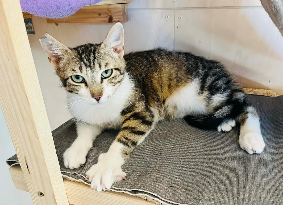 F-2816, male Mixed Breed for adoption at Lääne-Virumaa Koduloomade Varjupaik MTÜ