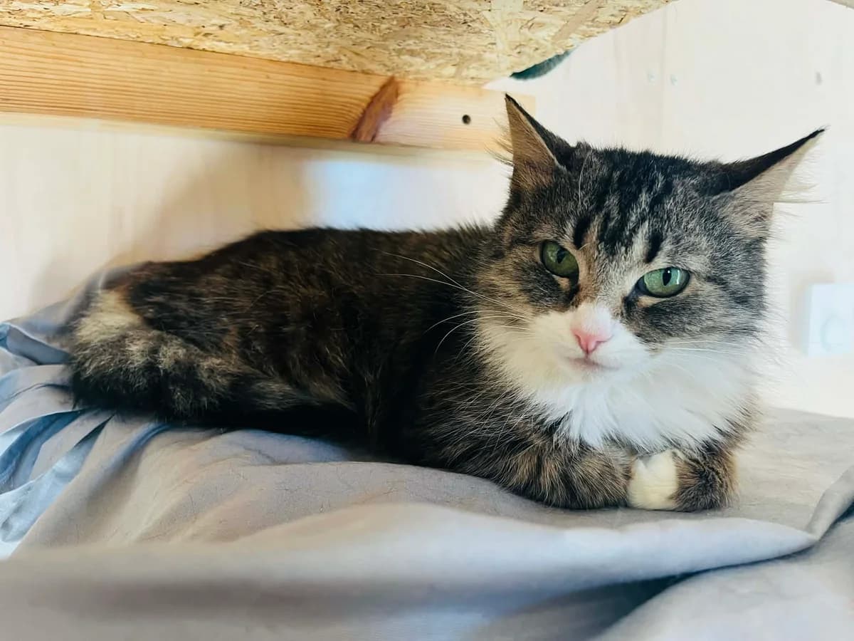 F-2836, female Mixed Breed for adoption at Lääne-Virumaa Koduloomade Varjupaik MTÜ