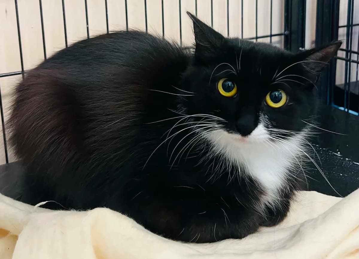 F-2852, female Mixed Breed for adoption at Lääne-Virumaa Koduloomade Varjupaik MTÜ