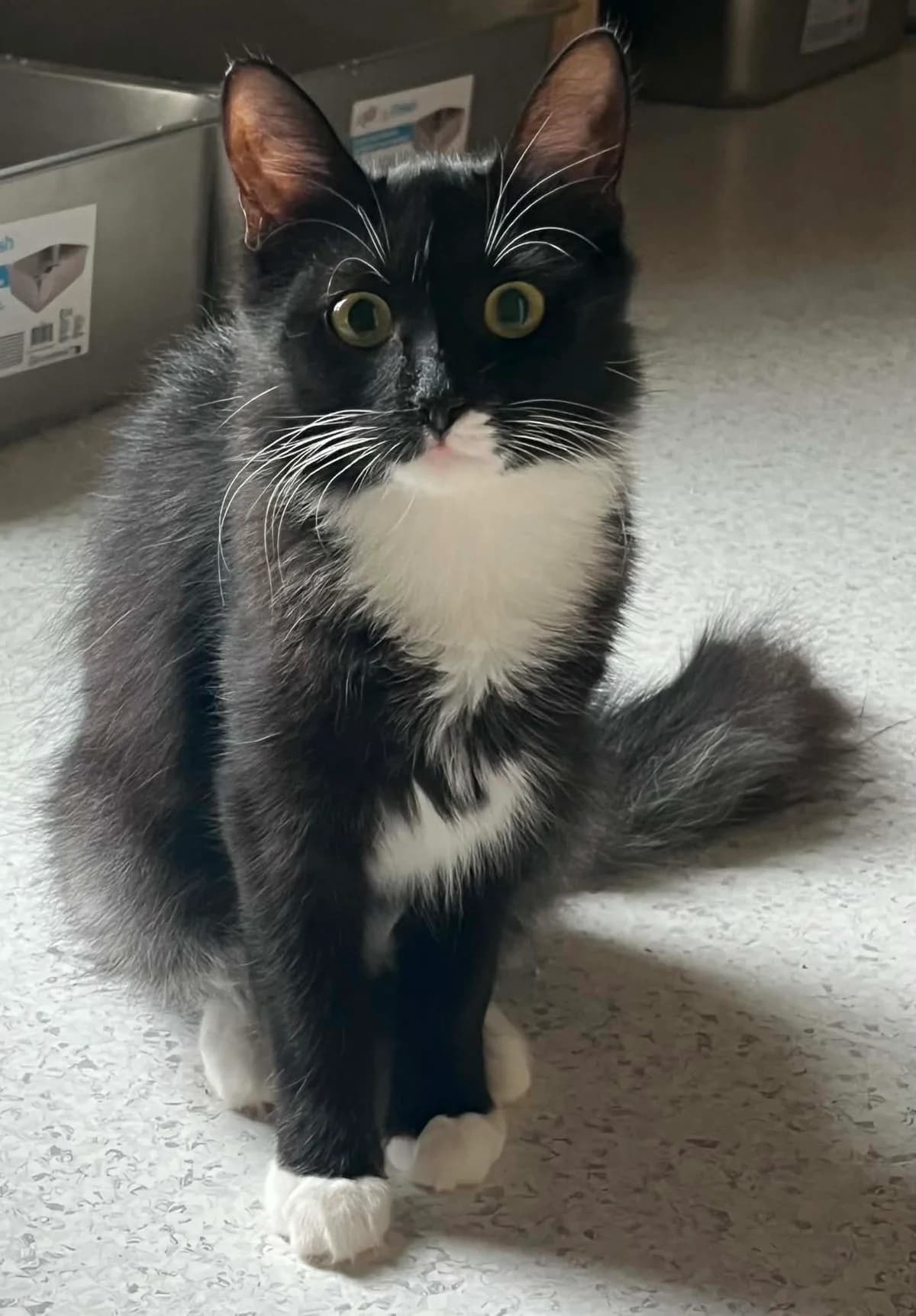 F-2853, female Mixed Breed for adoption at Lääne-Virumaa Koduloomade Varjupaik MTÜ