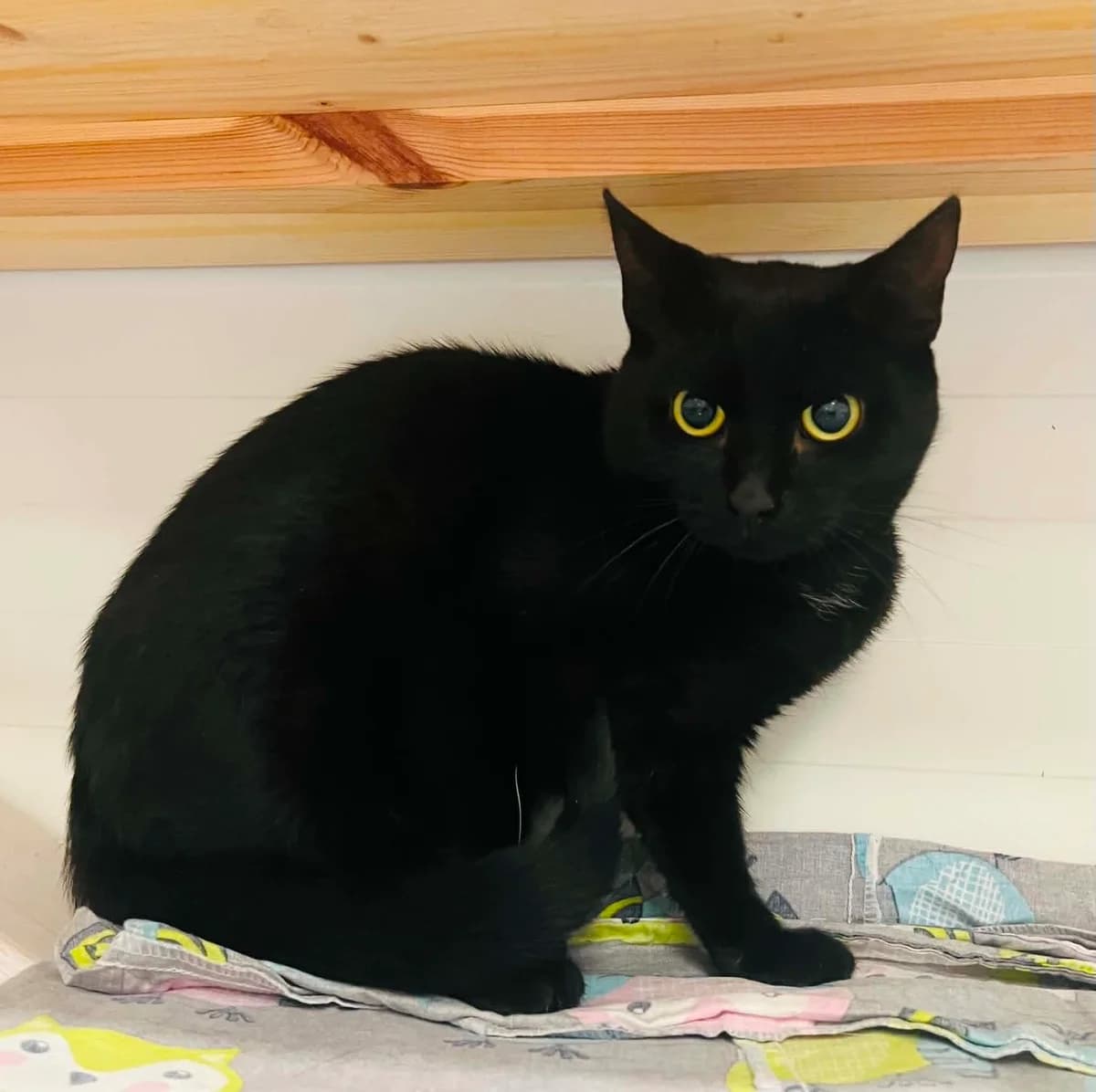F-2924, female Mixed Breed for adoption at Lääne-Virumaa Koduloomade Varjupaik MTÜ