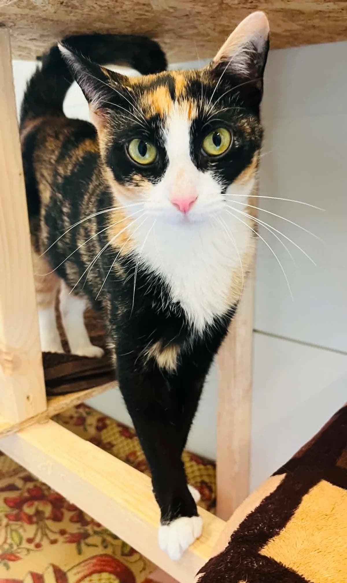 F-2972, female Mixed Breed for adoption at Lääne-Virumaa Koduloomade Varjupaik MTÜ