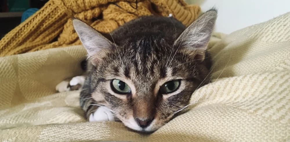 Charlotte, pruun female senior Mixed Breed for adoption at Pesaleidja MTÜ, Pesaleidja