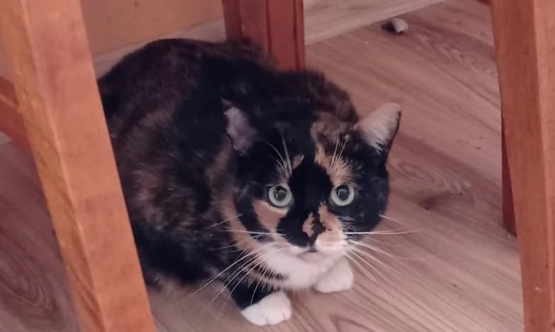 Moon, must female Mixed Breed for adoption at Pesaleidja MTÜ, Pesaleidja