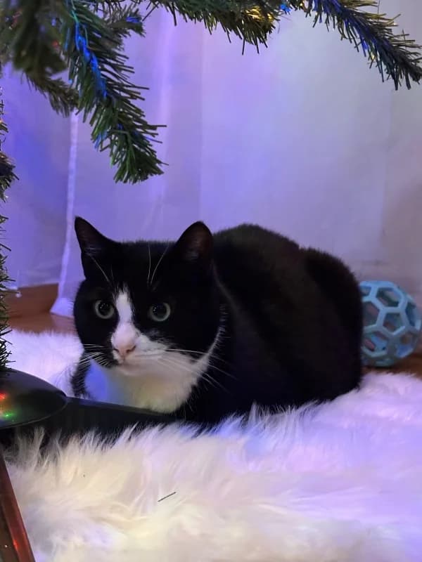 Mäksi, male Mixed Breed for adoption at Pesaleidja