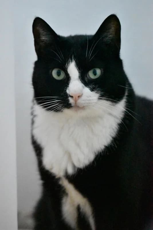 Mäksi, male Mixed Breed for adoption at Pesaleidja MTÜ, Pesaleidja photo 2