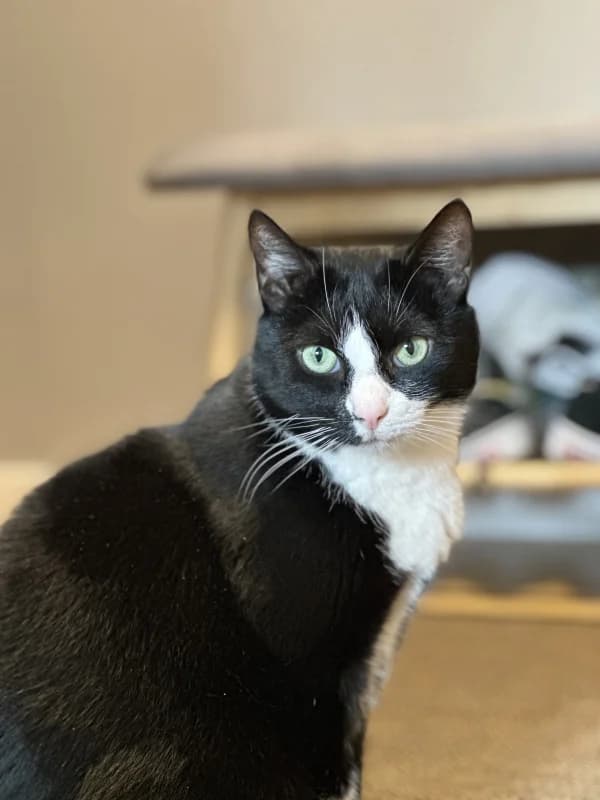 Mäksi, male Mixed Breed for adoption at Pesaleidja MTÜ, Pesaleidja photo 3