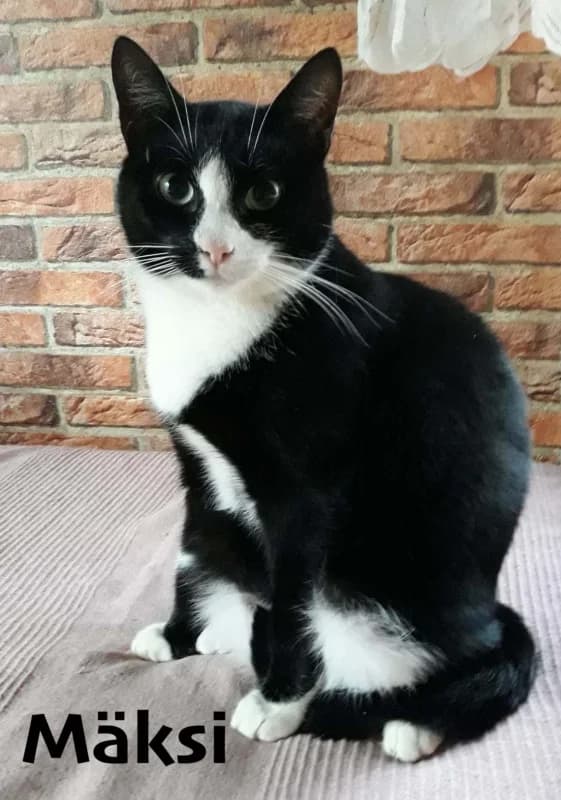 Mäksi, male Mixed Breed for adoption at Pesaleidja MTÜ, Pesaleidja photo 4